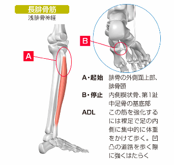 セルフマッサージ 腓骨筋編 トーラス整体